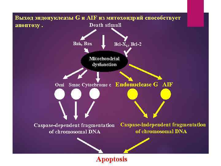 Выход эндонуклеазы G и AIF из митохондрий способствует Death stimuli апоптозу. Bak, Bax Bcl-XL,
