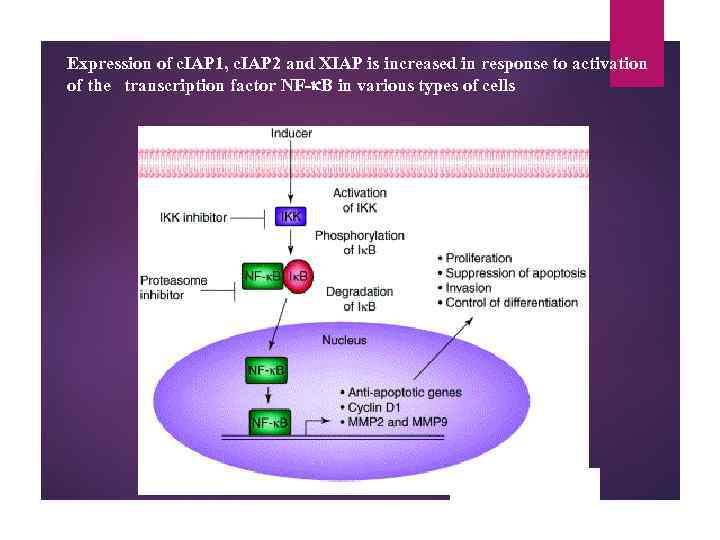 Expression of c. IAP 1, c. IAP 2 and XIAP is increased in response