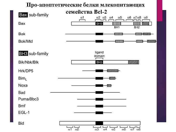 Про-апоптотические белки млекопитающих семейства Bcl-2 