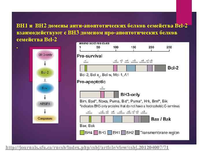 BH 1 и BH 2 домены анти-апоптотических белков семейства Bcl-2 взаимодействуют с BH 3