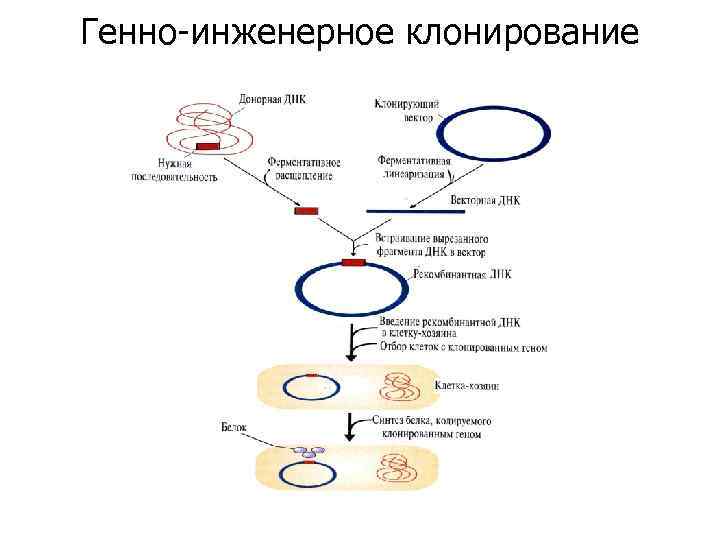 Генная инженерия схема