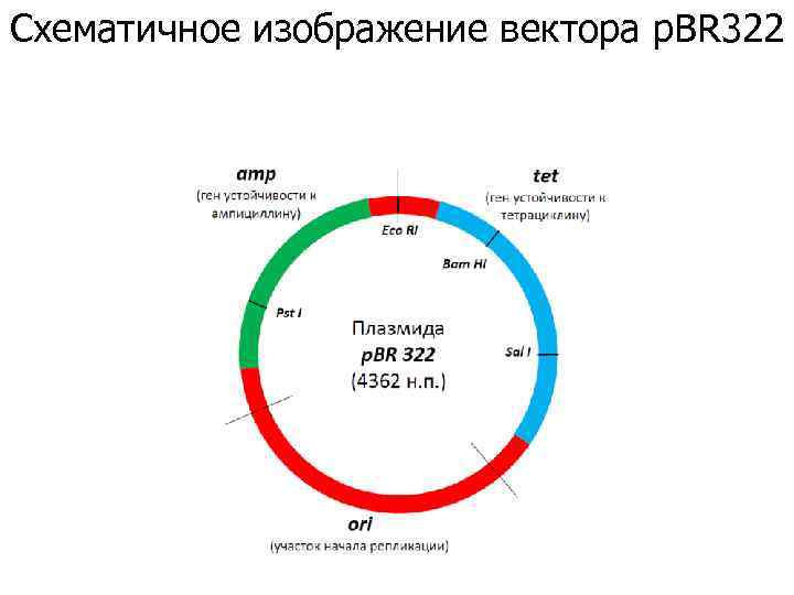 Схематичное изображение вектора p. BR 322 