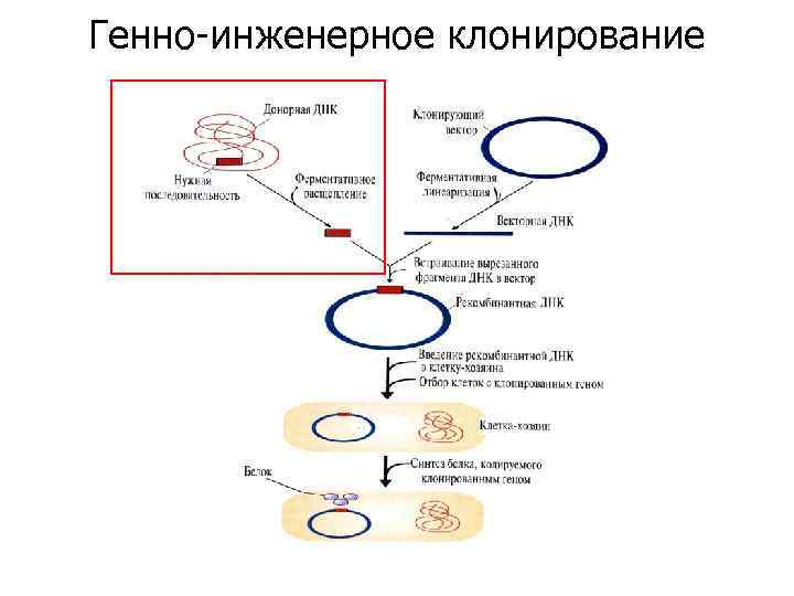 Получение инсулина методом генной инженерии презентация