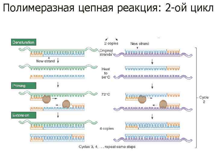 Полимеразная цепная реакция: 2 -ой цикл 