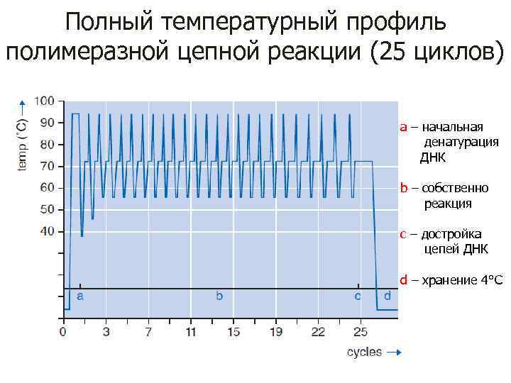 Полный температурный профиль полимеразной цепной реакции (25 циклов) a – начальная денатурация ДНК b