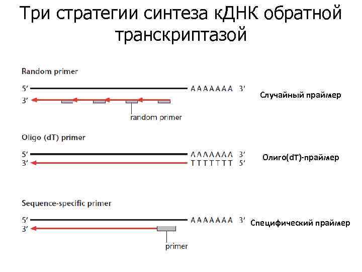Фермент обратная транскриптаза. Обратная транскриптаза строение. Функции обратной транскриптазы вируса. ПЦР С обратной транскриптазой. Ревертаза Обратная транскриптаза.