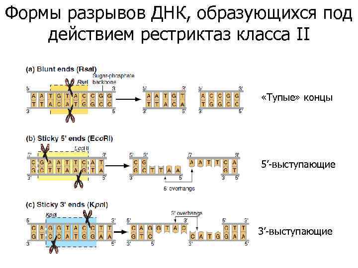 Формы разрывов ДНК, образующихся под действием рестриктаз класса II «Тупые» концы 5’-выступающие 3’-выступающие 