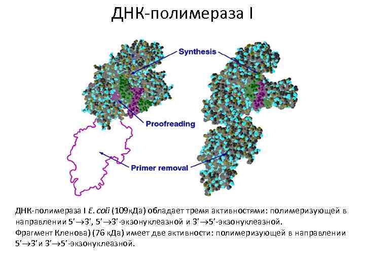 ДНК-полимераза I E. coli (109 к. Да) обладает тремя активностями: полимеризующей в направлении 5’