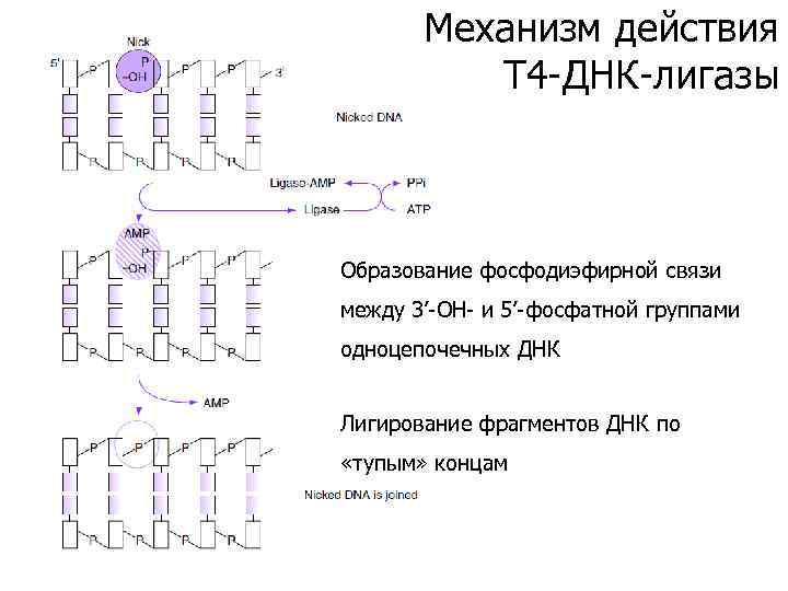 Механизм действия T 4 -ДНК-лигазы Образование фосфодиэфирной связи между 3’-OH- и 5’-фосфатной группами одноцепочечных