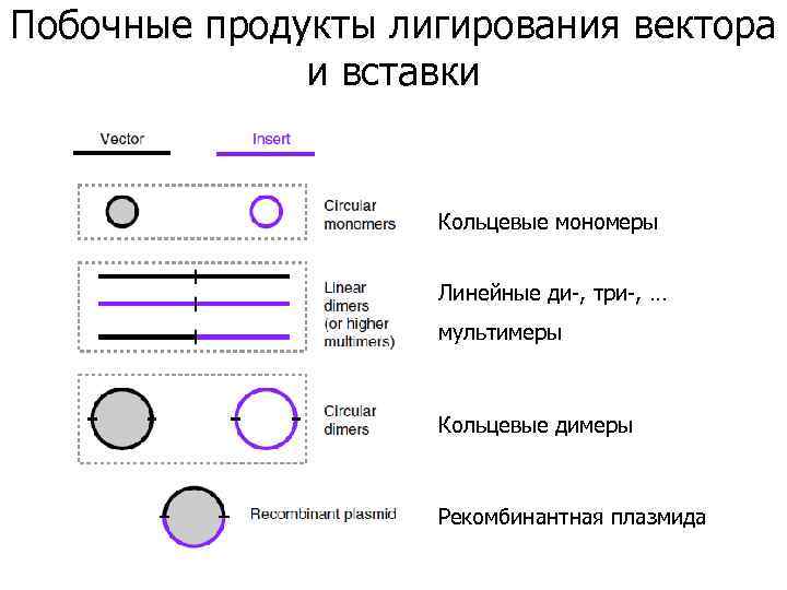 Побочные продукты лигирования вектора и вставки Кольцевые мономеры Линейные ди-, три-, … мультимеры Кольцевые