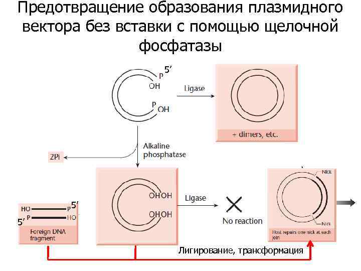 Предотвращение образования плазмидного вектора без вставки с помощью щелочной фосфатазы 5’ 5’ 5’ Лигирование,