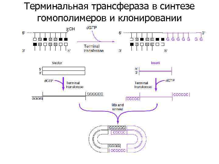 Терминальная трансфераза в синтезе гомополимеров и клонировании 