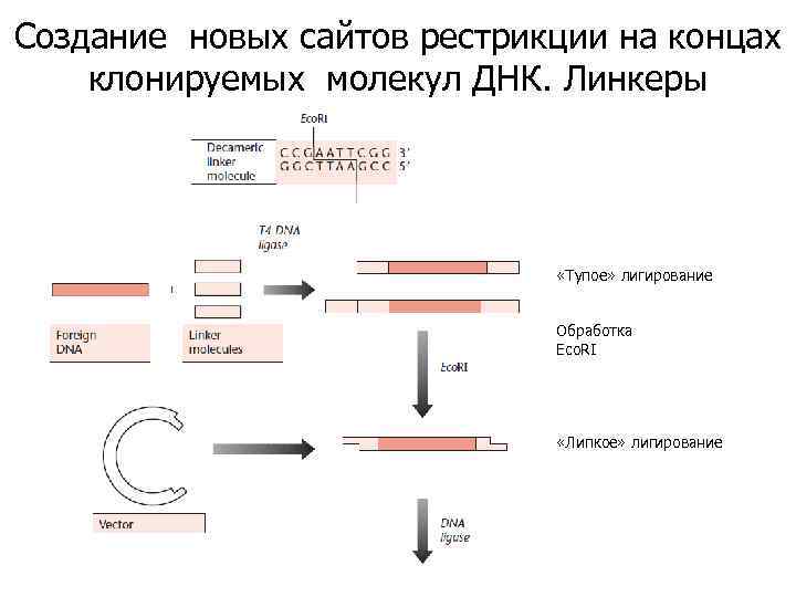 Фрагмент конца гена