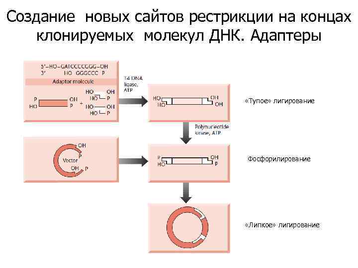 Создание новых сайтов рестрикции на концах клонируемых молекул ДНК. Адаптеры «Тупое» лигирование Фосфорилирование «Липкое»