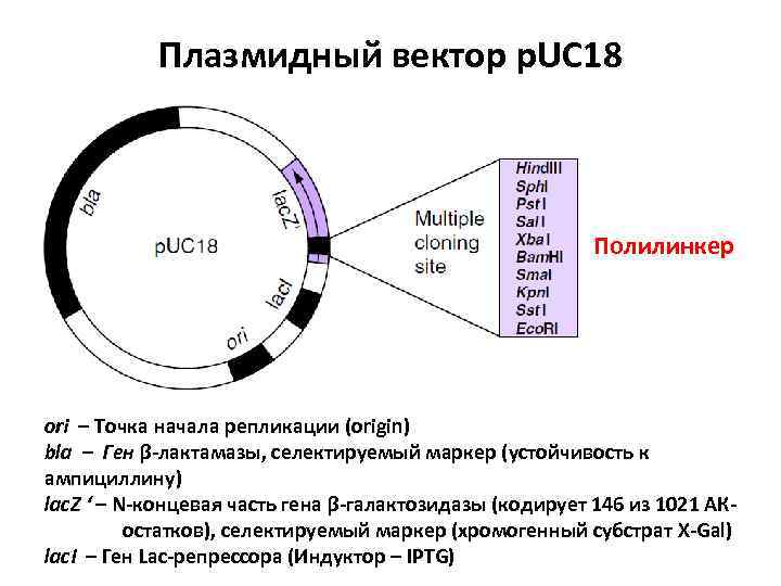 Плазмидный вектор p. UC 18 Полилинкер ori – Точка начала репликации (origin) bla –
