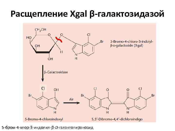 Расщепление Xgal β-галактозидазой Cl 5 -бром-4 -хлор-3 -индолил- -D-галактопиранозид 