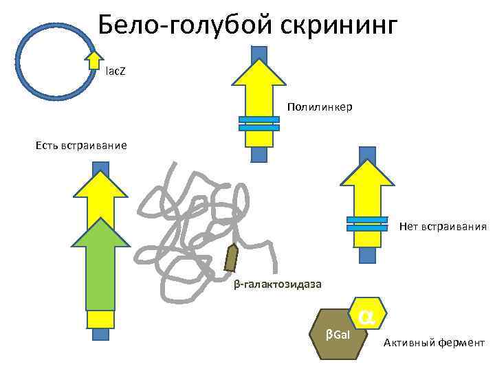 Бело-голубой скрининг lac. Z Полилинкер Есть встраивание Нет встраивания β-галактозидаза b. Gal a Активный