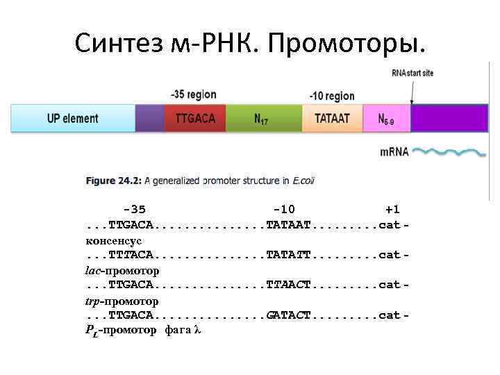 Синтез м-РНК. Промоторы. -35 -10 +1. . . TTGACA. . . . TATAAT. .