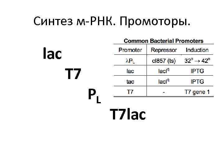 Синтез м-РНК. Промоторы. lac T 7 PL T 7 lac 