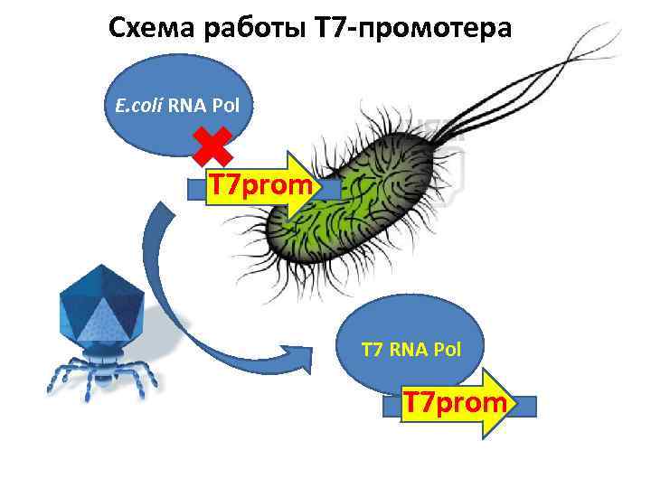 Схема работы Т 7 -промотера E. coli RNA Pol Т 7 prom Т 7