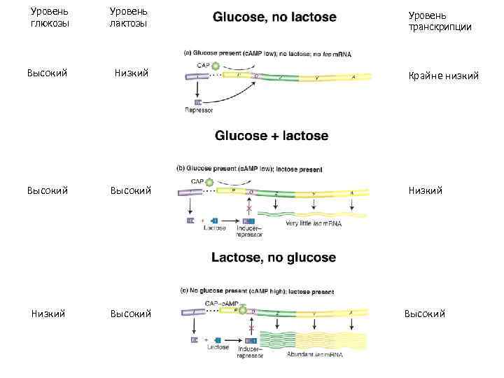 Уровень глюкозы Уровень лактозы Высокий Низкий Высокий Уровень транскрипции Крайне низкий 