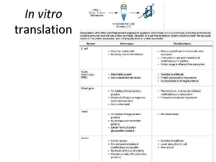 In vitro translation 