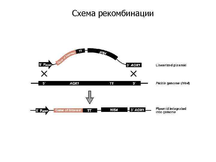 Схема рекомбинации 