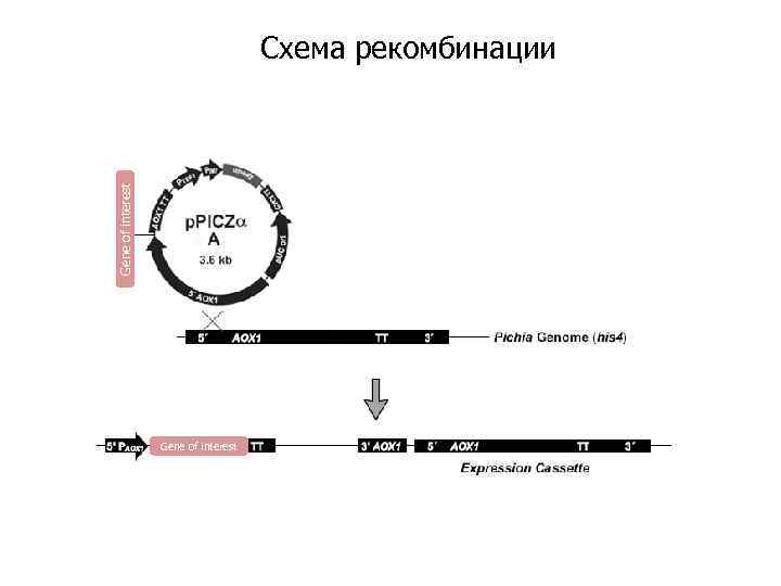 Gene of interest Схема рекомбинации Gene of interest 