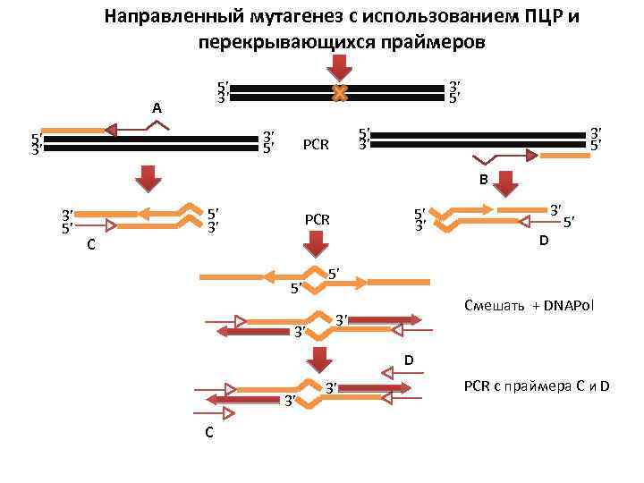 Направленный мутагенез с использованием ПЦР и перекрывающихся праймеров 5’ 3’ A 3’ 5’ 5’
