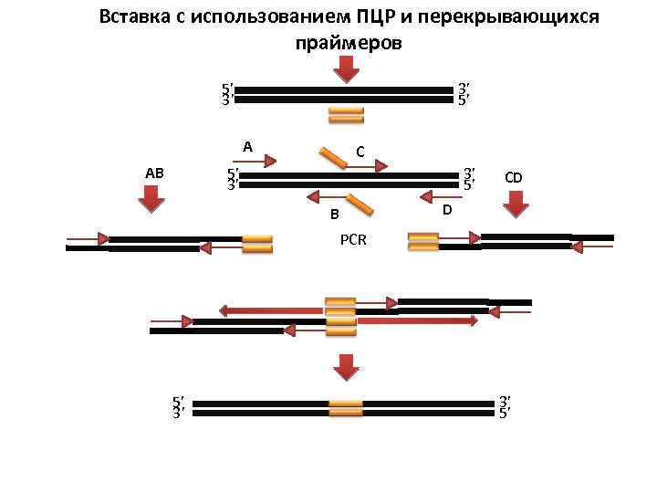 Вставка с использованием ПЦР и перекрывающихся праймеров 5’ 3’ 3’ 5’ A AB C