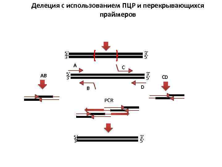 Делеция с использованием ПЦР и перекрывающихся праймеров 5’ 3’ 3’ 5’ A AB C