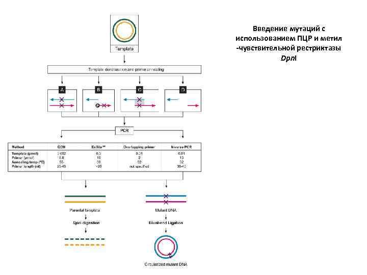 Введение мутаций с использованием ПЦР и метил -чувствительной рестриктазы Dpn. I 