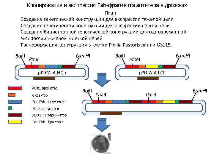 Клонирование и экспрессия Fab-фрагмента антитела в дрожжах План Создание генетической конструкции для экспрессии тяжелой