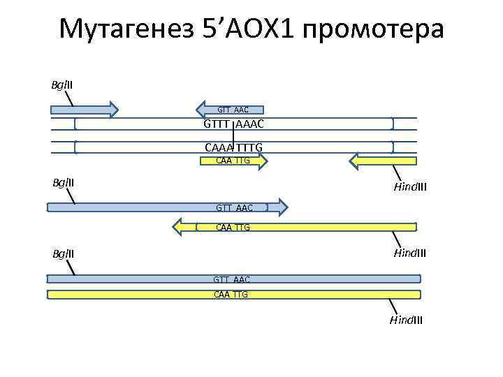 Мутагенез 5’AOX 1 промотера Bgl. II GTT AAC GTTT AAAC CAAA TTTG CAA TTG