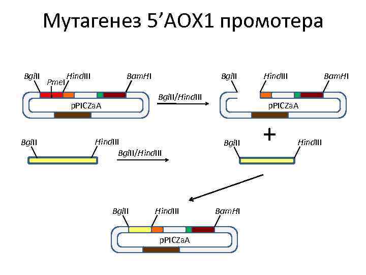 Мутагенез 5’AOX 1 промотера Bgl. II Pme. I Hind. III Bam. HI Bgl. II/Hind.