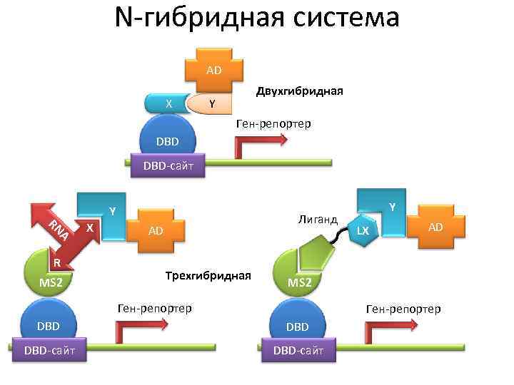 N-гибридная система AD X Двухгибридная Y Ген-репортер DBD-сайт Y AD A MS 2 Лиганд