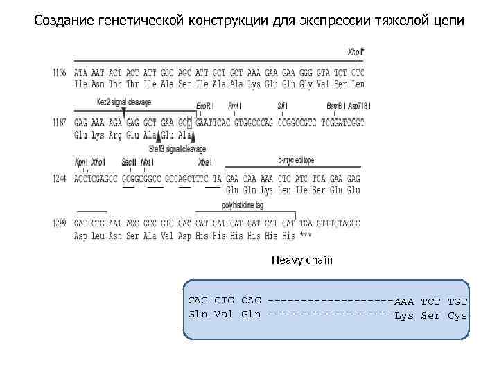 Создание генетической конструкции для экспрессии тяжелой цепи Heavy chain CAG GTG CAG ----------AAA TCT