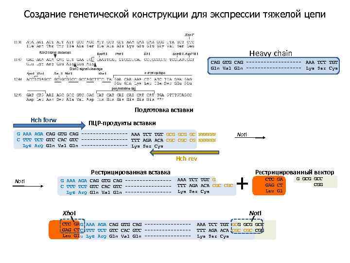 Создание генетической конструкции для экспрессии тяжелой цепи Heavy chain CAG GTG CAG ---------- AAA
