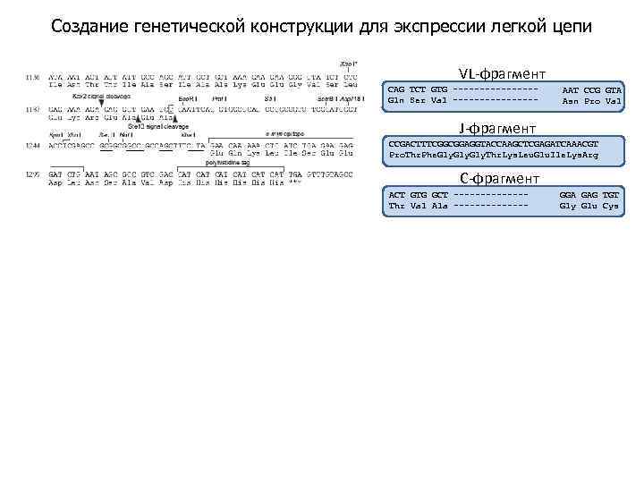 Создание генетической конструкции для экспрессии легкой цепи VL-фрагмент CAG TCT GTG --------Gln Ser Val