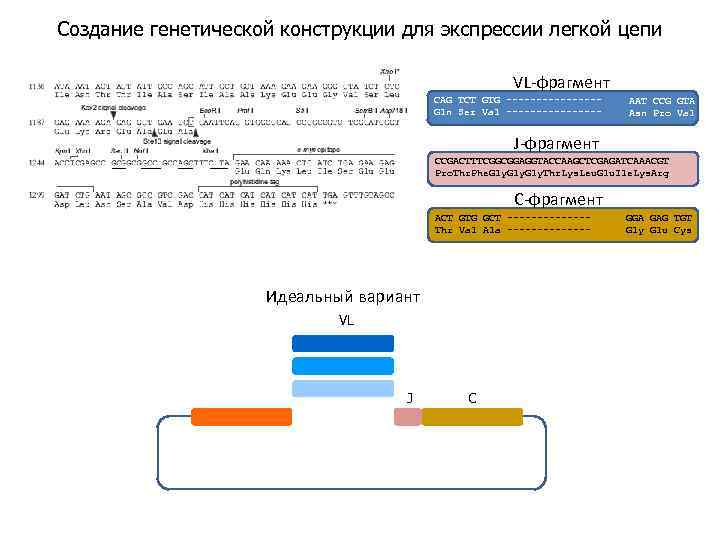 Создание генетической конструкции для экспрессии легкой цепи VL-фрагмент CAG TCT GTG --------Gln Ser Val