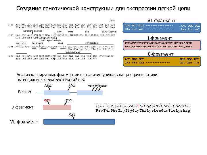 Создание генетической конструкции для экспрессии легкой цепи VL-фрагмент CAG TCT GTG --------Gln Ser Val