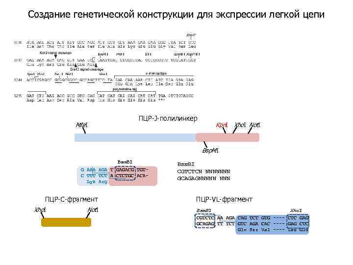 Создание генетической конструкции для экспрессии легкой цепи ПЦР-J-полилинкер Mfe. I Kpn. I Xho. I
