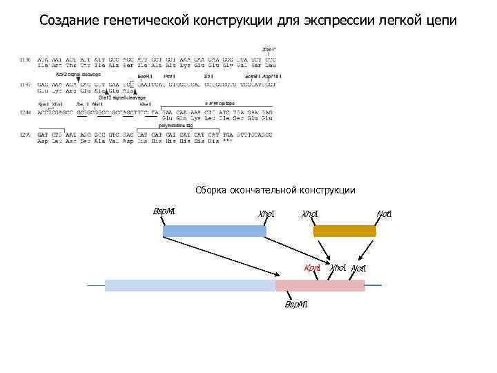 Создание генетической конструкции для экспрессии легкой цепи Сборка окончательной конструкции Bsp. MI Xho. I