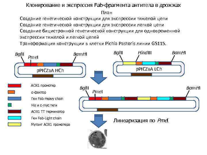 Клонирование и экспрессия Fab-фрагмента антитела в дрожжах План Создание генетической конструкции для экспрессии тяжелой