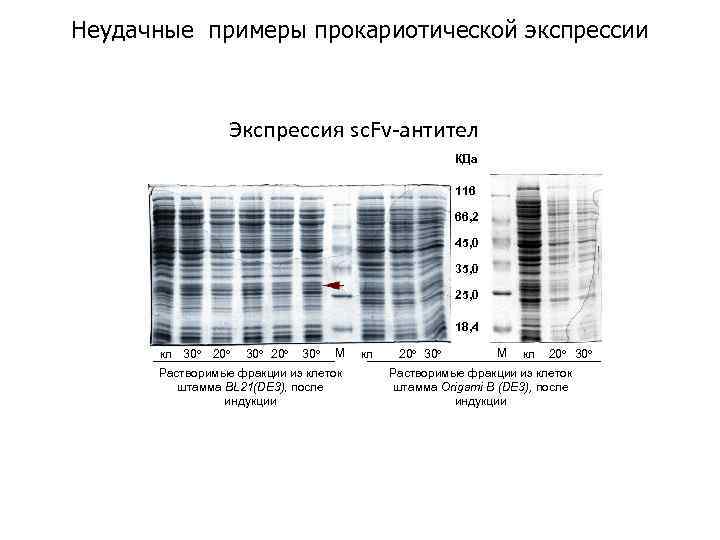 Неудачные примеры прокариотической экспрессии Экспрессия sc. Fv-антител КДа 116 66, 2 45, 0 35,