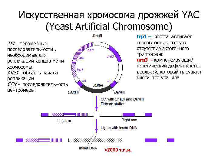 Искусственная хромосома дрожжей YAC (Yeast Artificial Chromosome) trp 1 – восстанавливает способность к росту