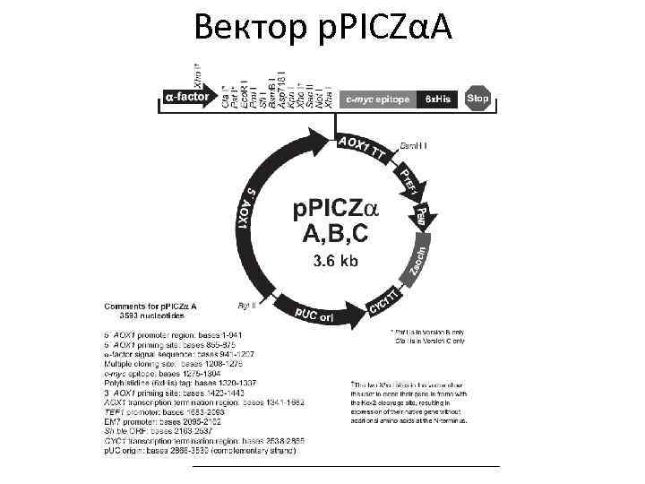 Вектор p. PICZαA 