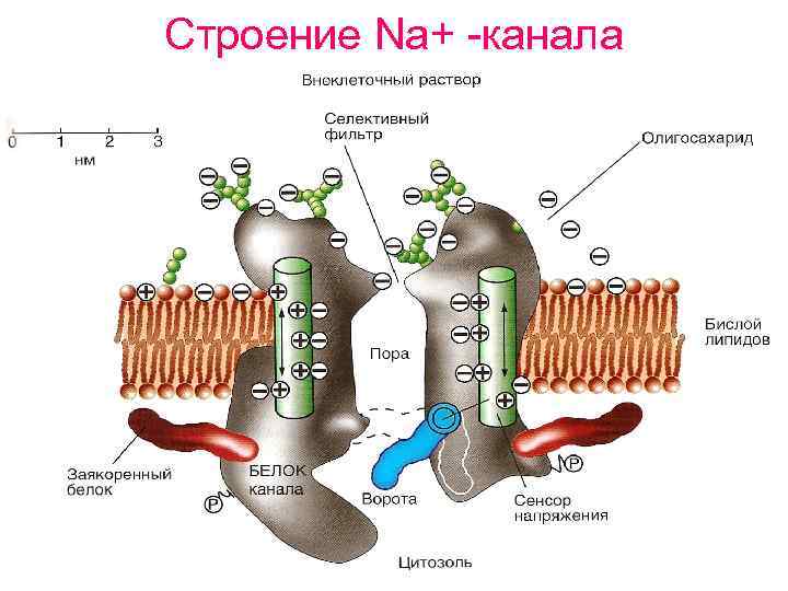 Пор система