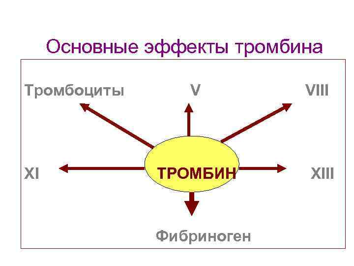 Основные эффекты тромбина Тромбоциты XI V ТРОМБИН Фибриноген VIII XIII 