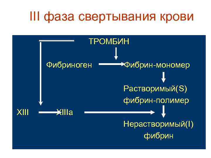 III фаза свертывания крови ТРОМБИН Фибриноген Фибрин-мономер Растворимый(S) фибрин-полимер XIIIa Нерастворимый(I) фибрин 